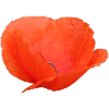 Mohnblume Mohn Klatschmohn