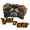 WILD AT HEART