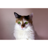 le chat au doux regard