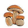 Mushroom Picker Mushroom Finder