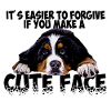 Berner Sennenhund