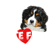 Bernese mountain dog