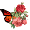 Schmetterlingsblume
