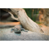 Der Skink