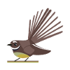 fantail sq pas d’arrière-plan