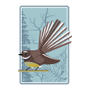 Fantail New Zealand Bird