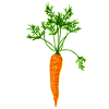 Vector Carrot