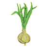 onion shirts