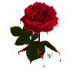 Bleeding love.
