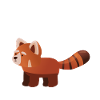 Anatomia di un panda rosso Scienza Zoologo Panda rosso