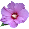 Rose pink flower Rose marshmallow