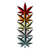 Cannabis