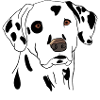 Dalmatian