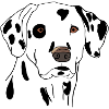 Dalmatian