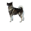 Cerf norvégien grisHound