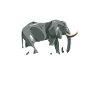 J’adore le safari