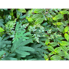 Tropical Plant Package