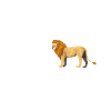 Safari Lion