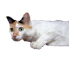 le chat au doux regard