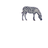 Dear Zebras