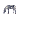 Funny Zebra Animal Saying