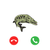 brochet