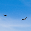 Red Kites