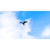 Red Kite