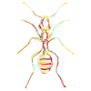 Ants Ant farm Ant