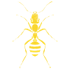 Ants Stars Ant Farm Ant