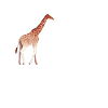 Lustiger Giraffen Spruch