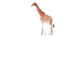 Dear Giraffes