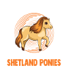 Shetland Pony Cadeau Shetty