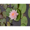 Water lily