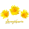 Löwenzahn Pusteblume Löwenzähmer Löwe