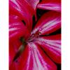 Fleur rose