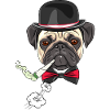 Smoking Pug