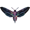 Papillon
