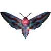 Papillon