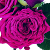 Detailed rose in berry tone