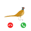 appel de faisan