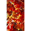 Automne doré
