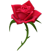 Rose red rose red roses