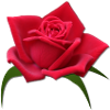 Rose red rose petal