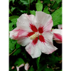 Belle fleur