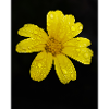 Ringelblume