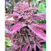 PINK BUD