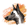 Fire Malinois