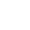 Lotus blanc éternel