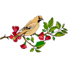 Oiseau